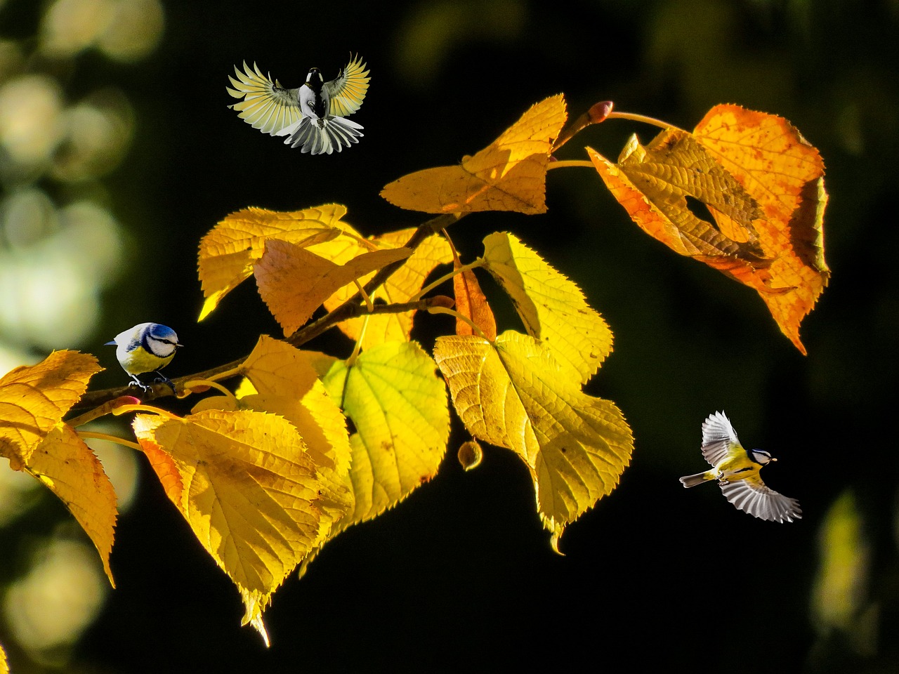 3 yellow birds perched and flying around autumn leaves